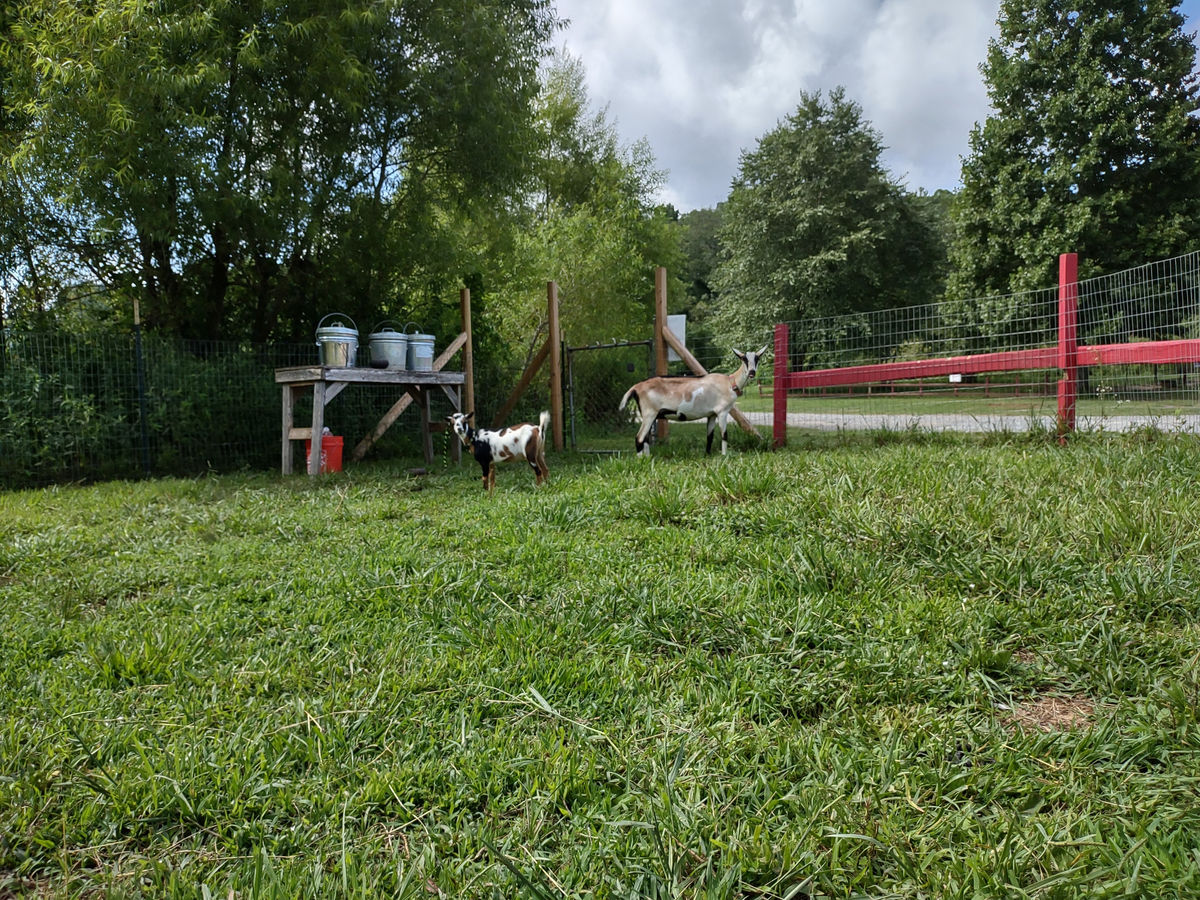 Goats in a pasture