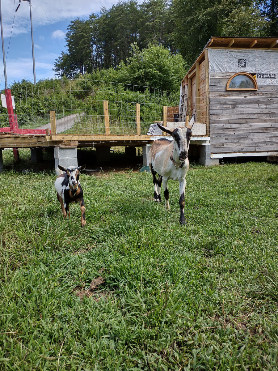 My girls! Half'nHalf (Left) & Aubergine(Right). <3