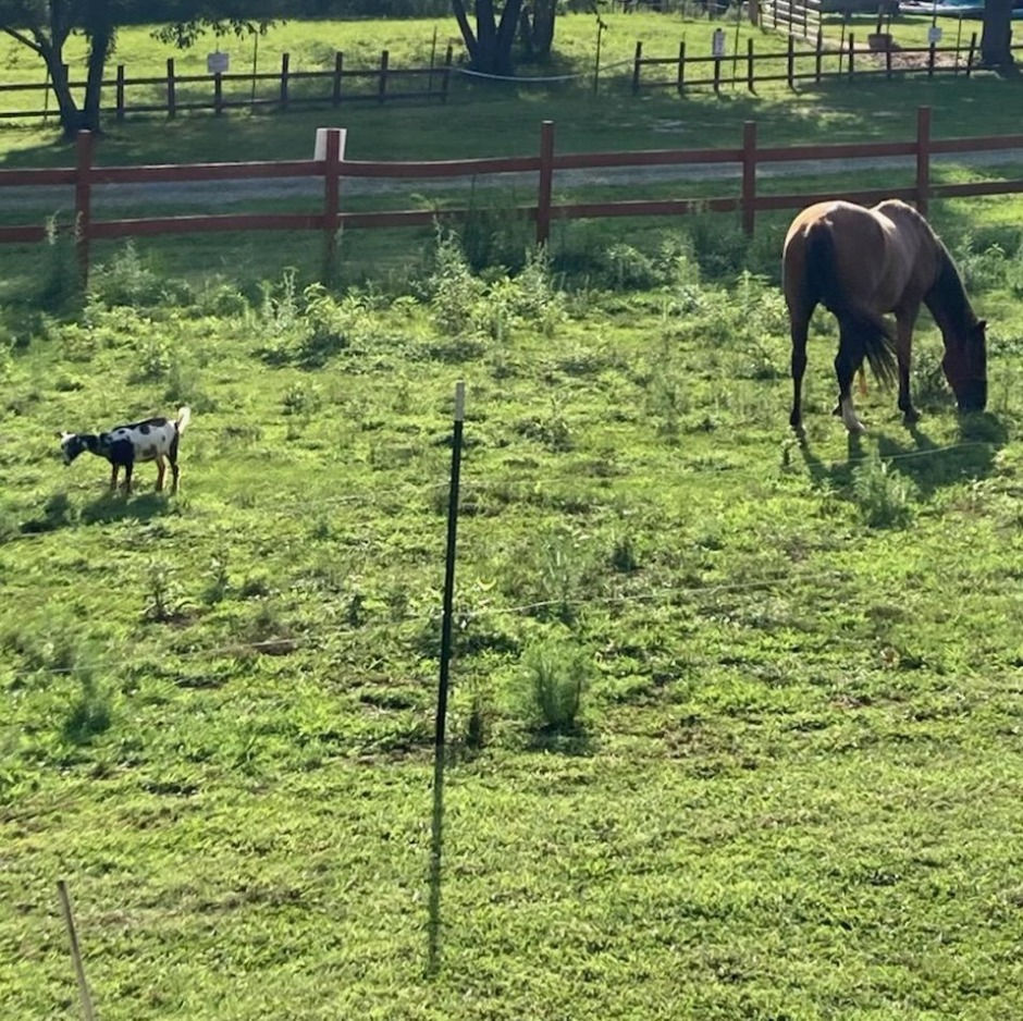 Little bugger kept getting out of the fencing (Surprise). Half'nHalf & Swagger are good friends but never left together unattended.